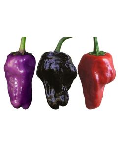 Black Scorpion Tongue
