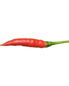 Cabai Chili Tree