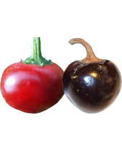 Cascabel