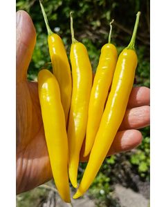 Cayenne Golden