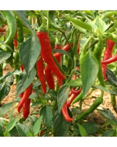 Cayenne Thick