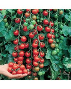 Tomat - Italian Cherry Cerise