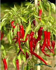 Cayenne Long Slim