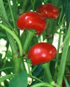 Large Red Cherry Hot
