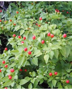 Chiltepin