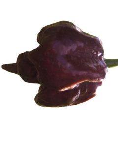 Trinidad Scorpion Chocolate