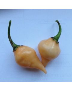 Chupetinho Peach