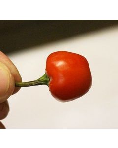 Akabare Khursani - NEPAL