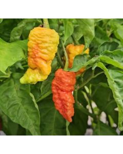 Death Spiral Pepper
