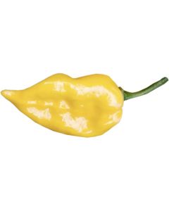 Dong Xuan Market Yellow