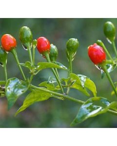 Dwarf Chiltepin