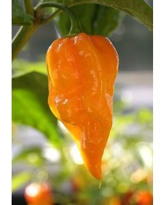 Fatalii