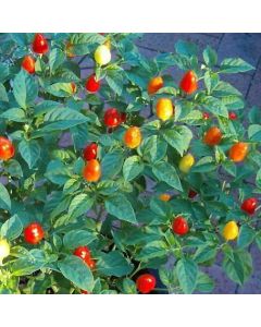 Firecracker