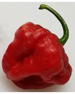 Foodorama Scotch Bonnet Red