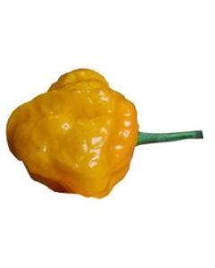 Foodorama Scotch Bonnet