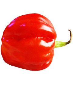 Habanero Gambia Red