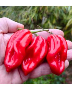 Guadalupe Red