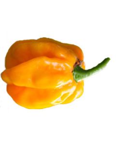 Habanero Yellow