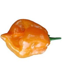 Habanero Mexican Orange