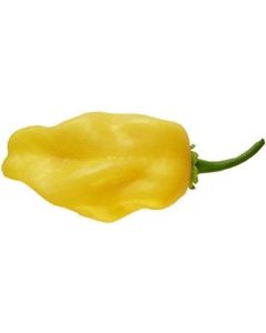 Habanero Carolina Yellow