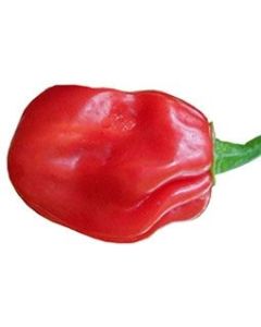 Habanero Dominica Red