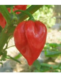 Habanero Francisca Red TM