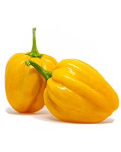 West Indian Yellow Habanero