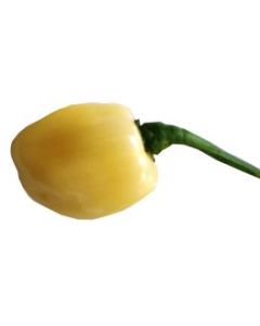 Habanero Ivory