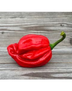 Harold St. Barts Red