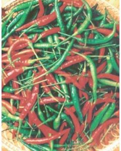 Thai Chili - Huay Si Thon