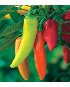 Hungarian Hot Wax