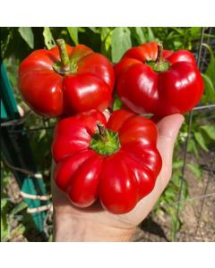 Hungarian Tomato Pepper