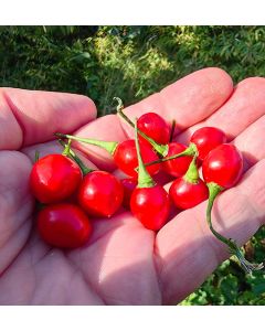 Aji Charapita Red