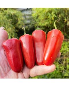 Jalapeno Jumbo