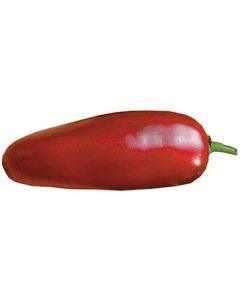Jalapeno El Jefe
