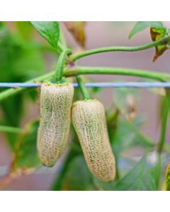 Jalapeno Farmer´s Market Mini