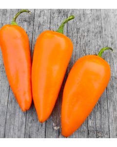 Jalapeno Orange