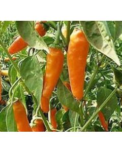 Jalapeno Orange