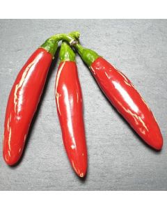 Jalapeno Um Ji Put - Korea
