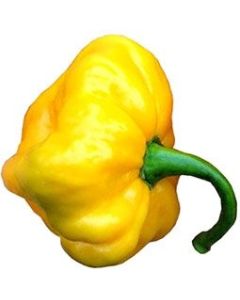 Jamaican Scotch Bonnet TFM