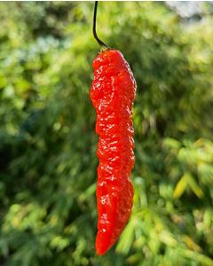 Habanero Jolokia Long