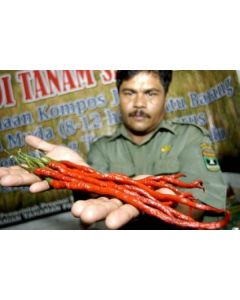 Cabai Kopay