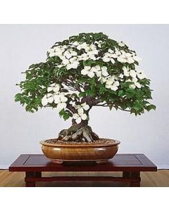 Asiatisk Blomsterkornell