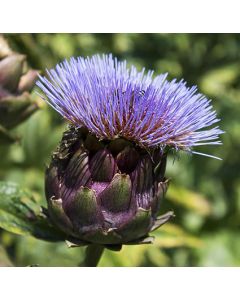 Kronärtskocka - Violetta di Chioggia