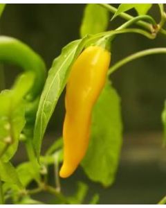 Aji Lemon Drop