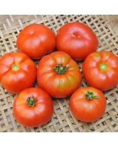 Bifftomat - Marmande