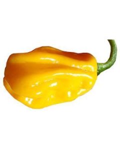 Morovars Yellow