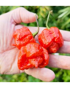 Trinidad Moruga Scorpion