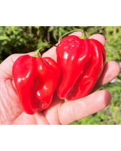 Habanero Moruga Red