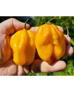 Habanero Moruga Yellow